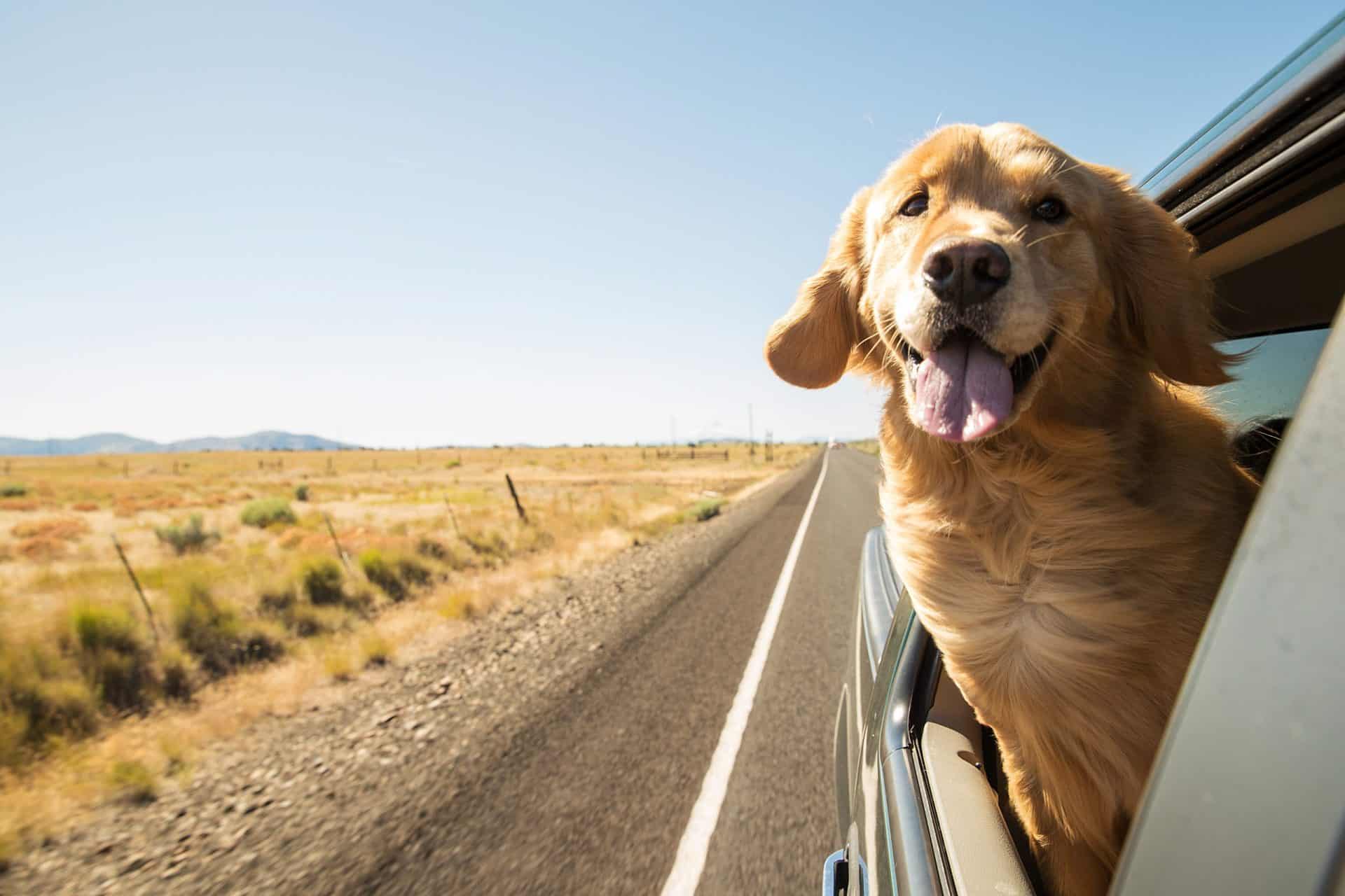 jeep accessories for dogs